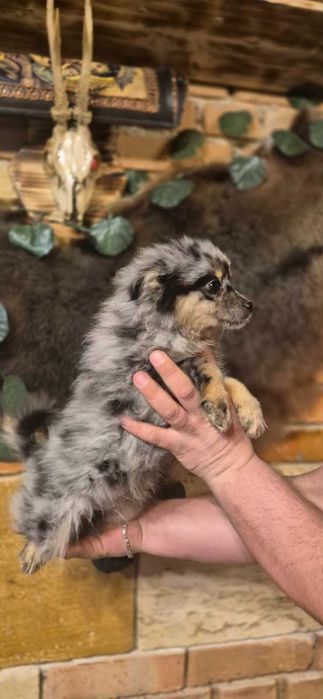 Кученца пинчери и мерлета