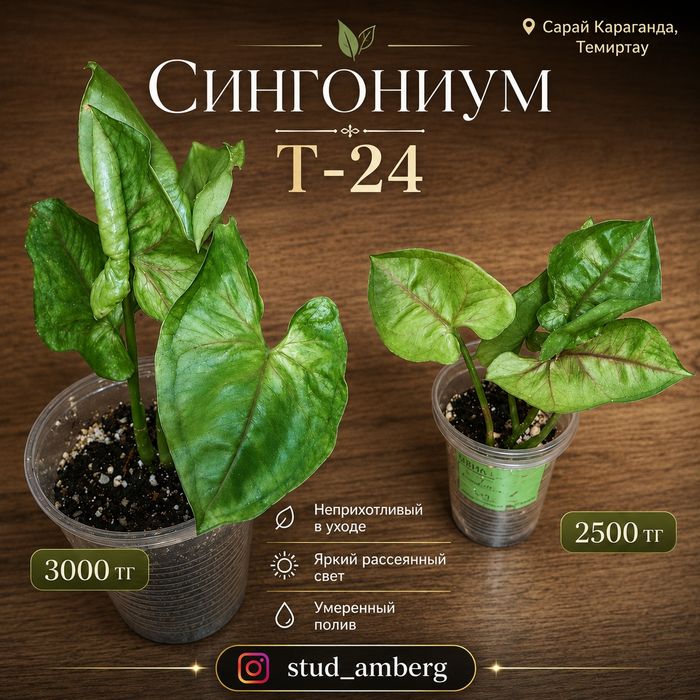 Сингониум 1  сингониум