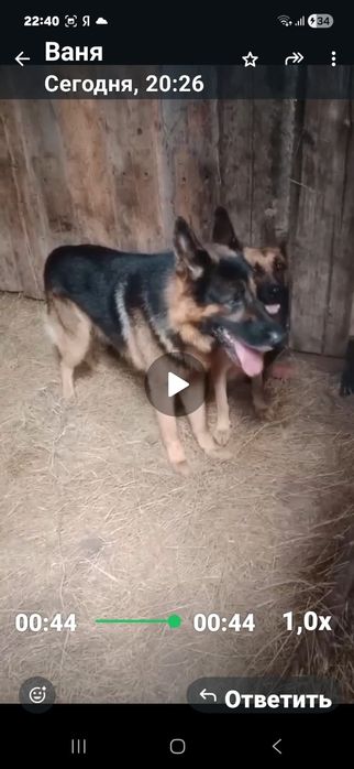 Немецкая овчарка