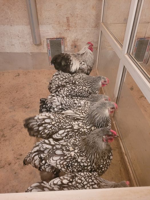 Инкубационное яйцо