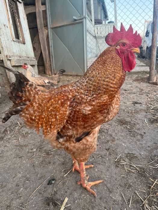 Cocoși tineri de vânzare