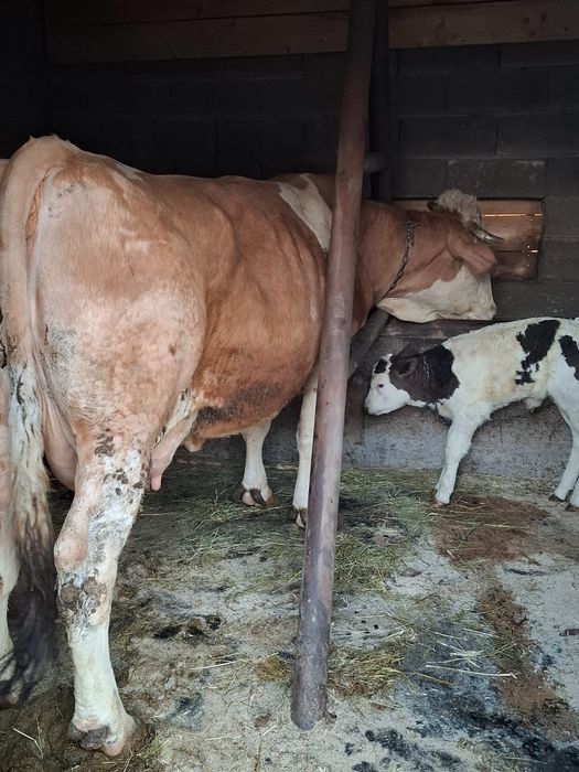 Vacă bălțată de vànzare