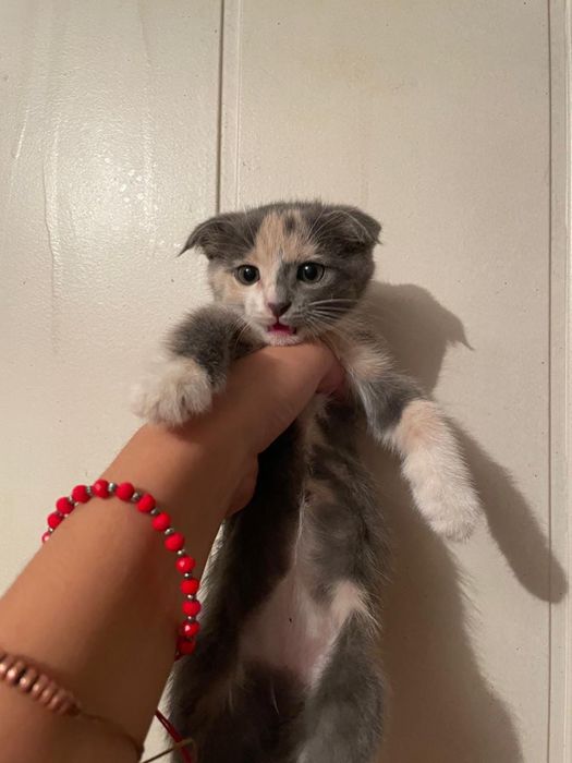 Шотландская вислоухая кошка