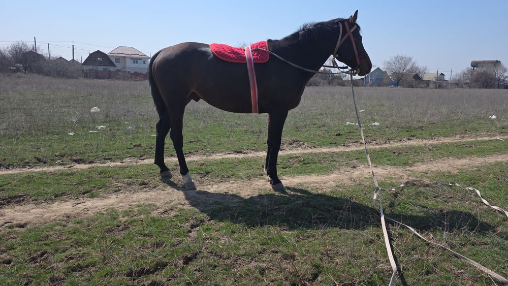 Продам лошадей, англоараб