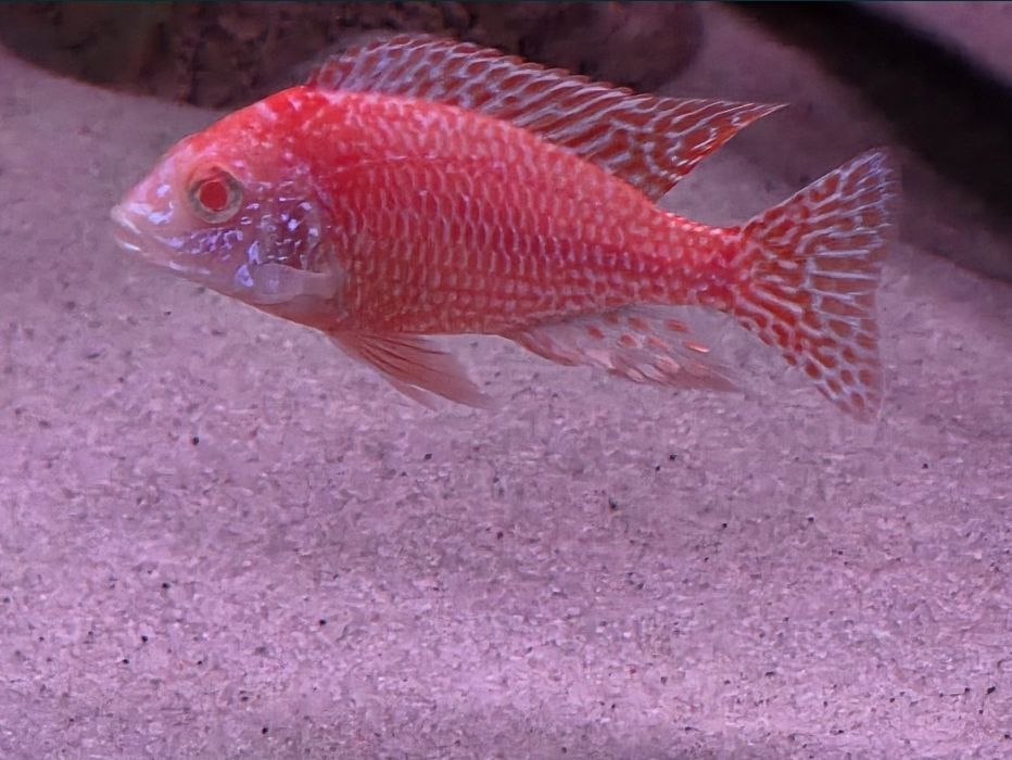 Красная орхидея, альбинос