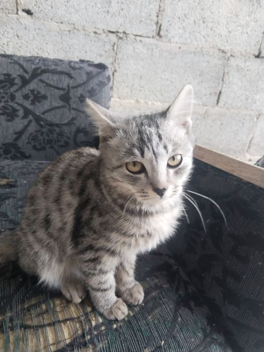 Отдам котёнка бесплатно