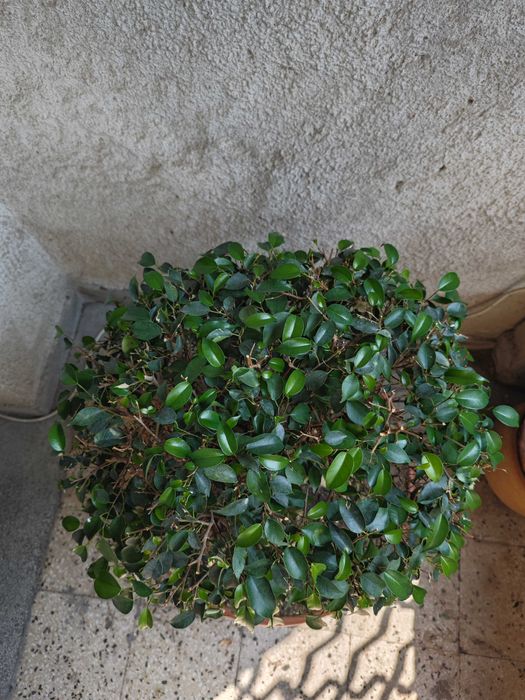 Фикус бенджамин бонсай