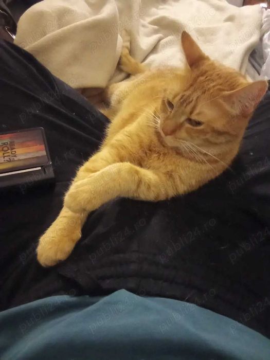 Pet sitting Bucuresti