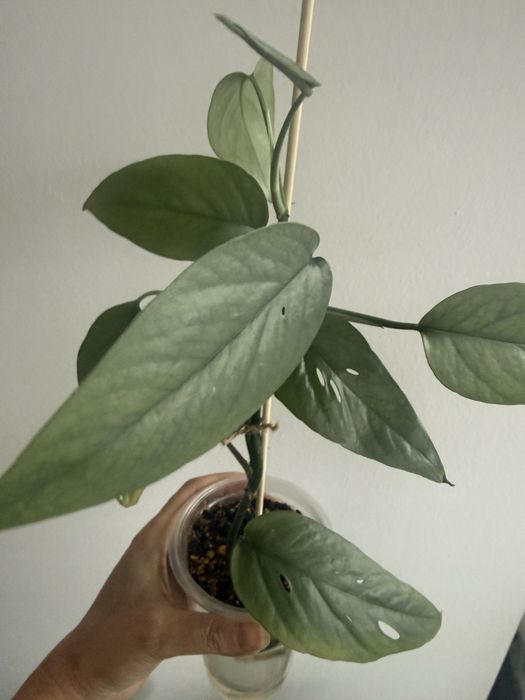 Эпипремнум Cebu Blue