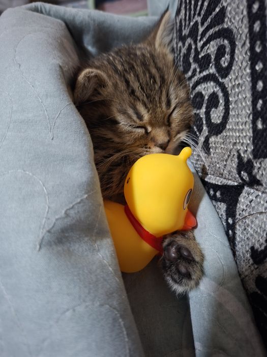 Мушукча сотилади