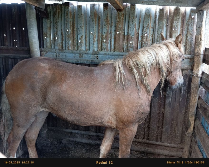 Байтал, казақы, бордақы