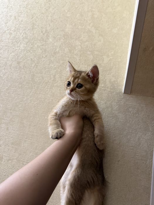 Scottish strayt vyazkaga tekinga nasl osela bolad