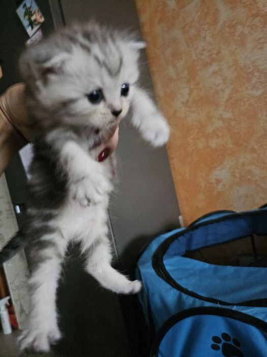 Шотландцы вислоушки.