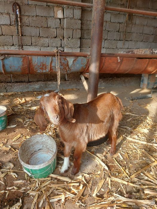 Ешкі екі лағымаен