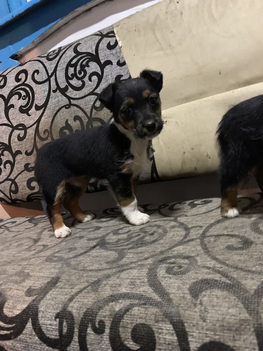 Щенки фокстерьера помесь