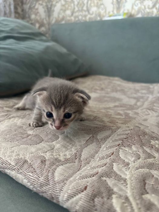 Отдам котят в добрые руки