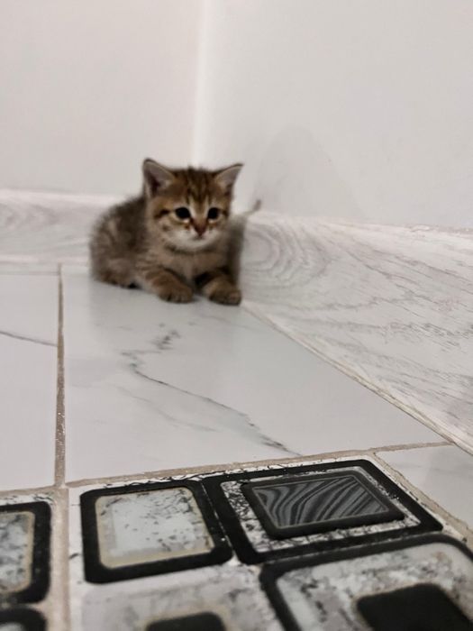 Котята симпатичные