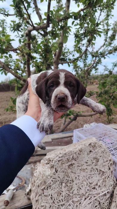 Курцхаар ұрғашы 1 штук