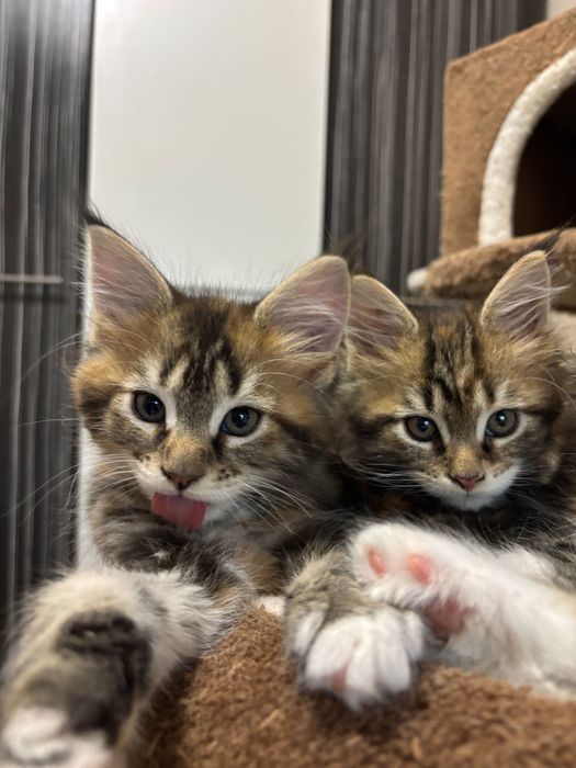 Котенца Мейн Куун