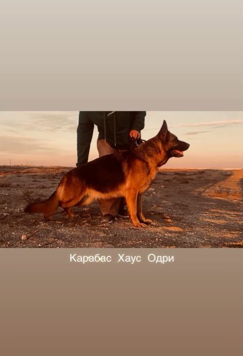Неміс күшіктер сатылады