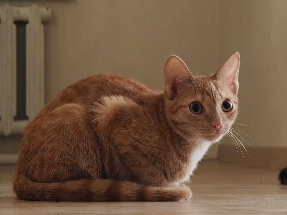 Отдам рыжую кошечку