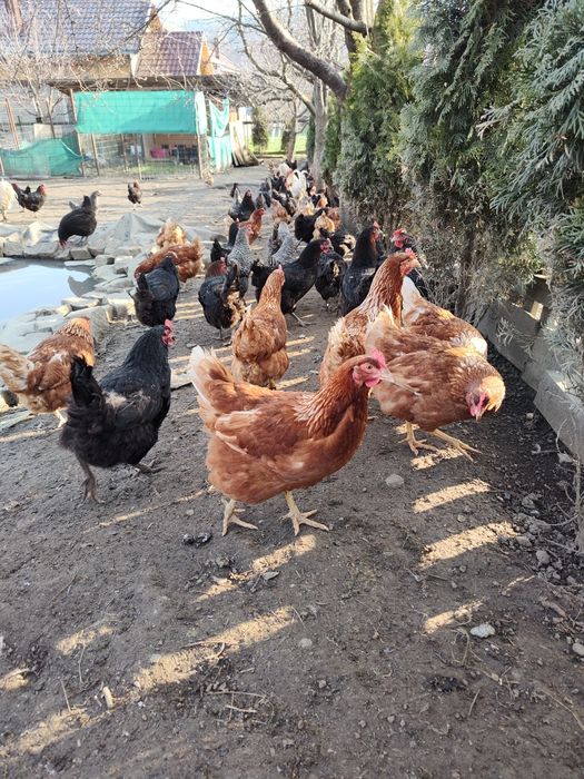 De vânzare puicuțe ouătoare