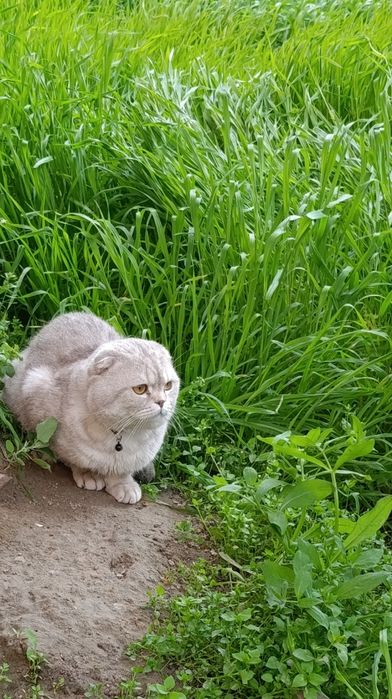 Vyazkaga beriladi skottish fold