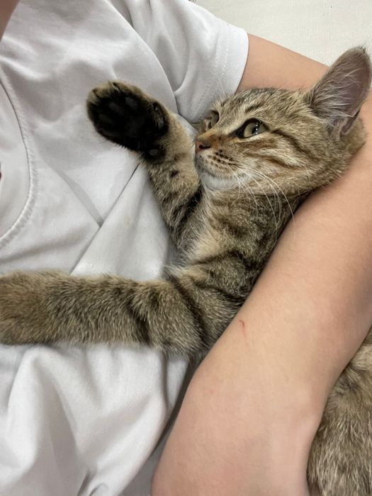 отдам кошку в добрые руки