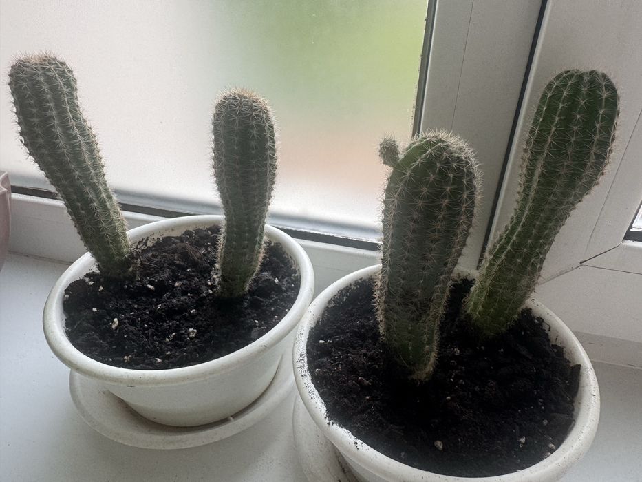 Продам Кактусы