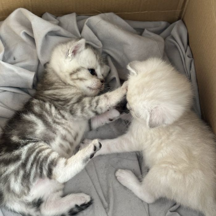 Шотландские котята
