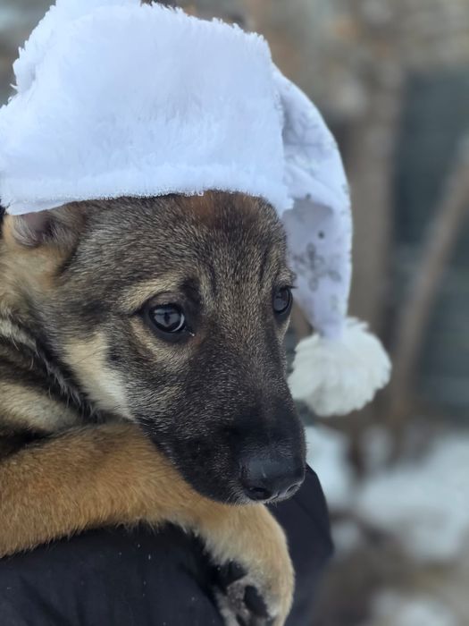 Щенки девочки 2.5месяца