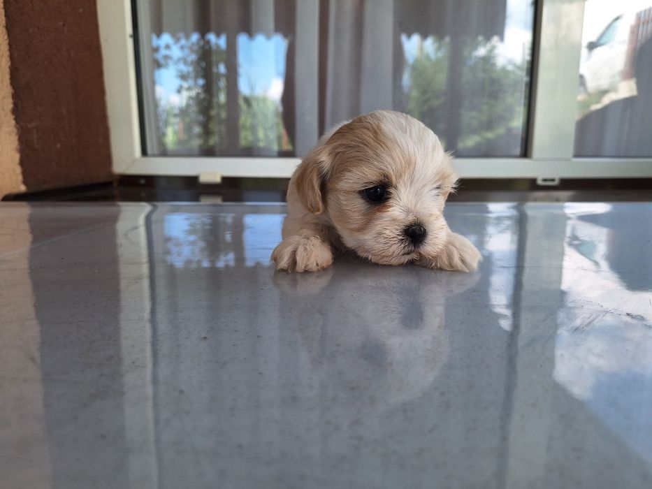 Bichon maltez 3 fetite și un băiețel