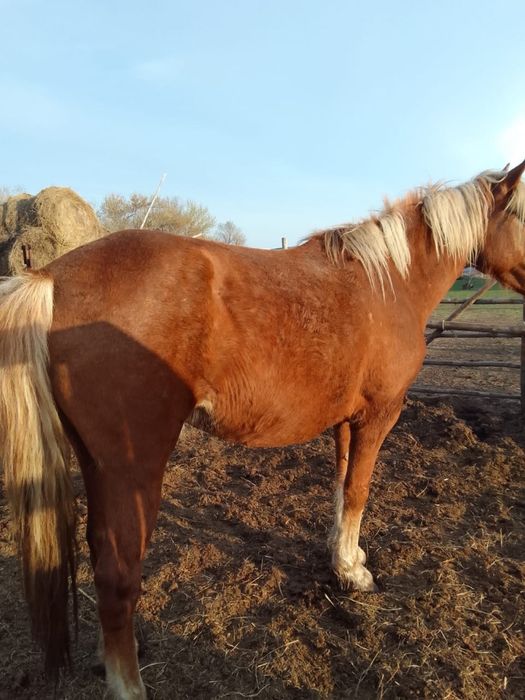 Продам кобылу лошадь