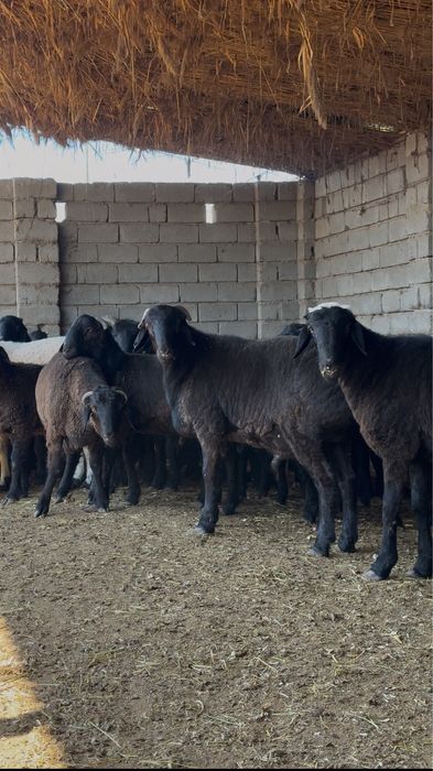 Qochqorlar sotiladi hammasi bir joyga 5mln 300 ming dan