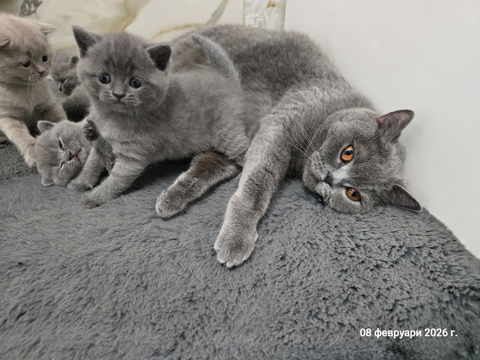 Британски котенца