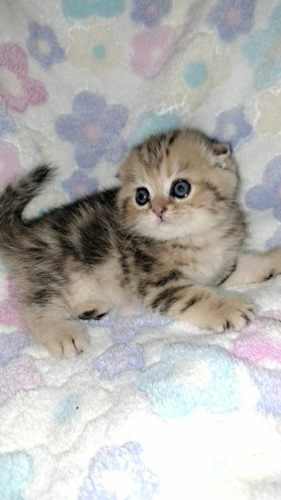 Чистокровный Котёнок породы скоттиш-фолд
