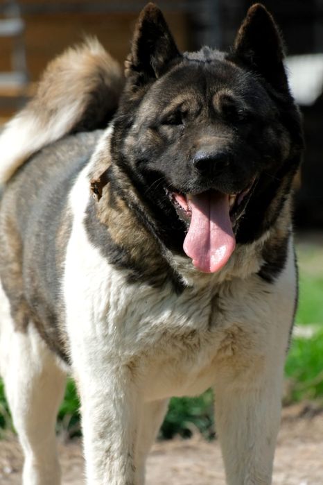 ПороДистые собАчки пОмоГиТе Дом найти