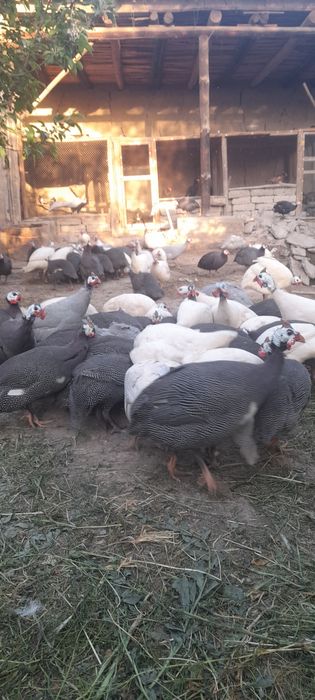 Sisarka tuxumlari sotiladi donasi 10 ming 10 taga 1 bonus