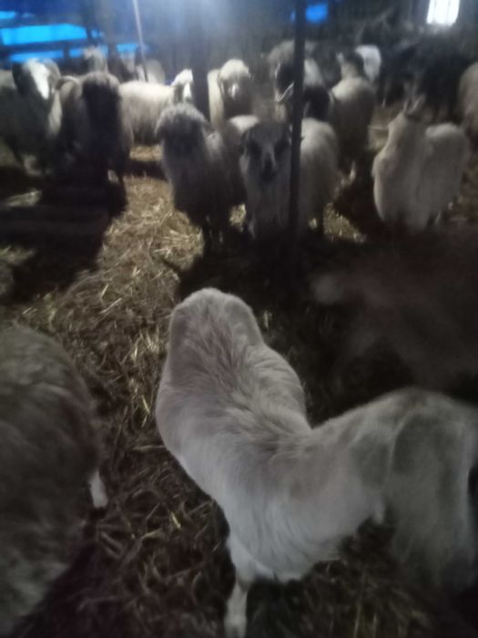 Vând oi și capre bune