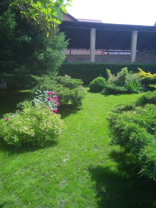 Посевной рулонный газон