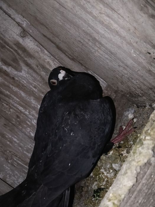 Vând porumbei voiajori