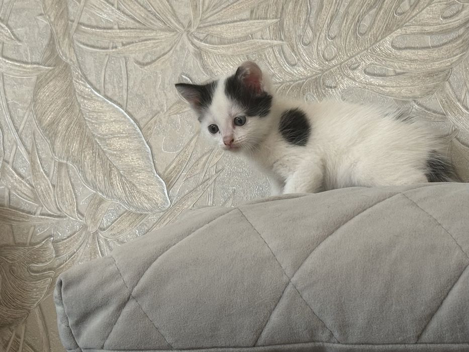 Котята 1 месяц , отдаем в добрые руки