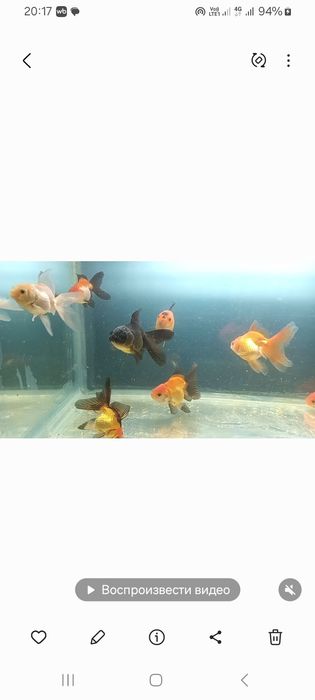 Продам Черно-красную Оранду