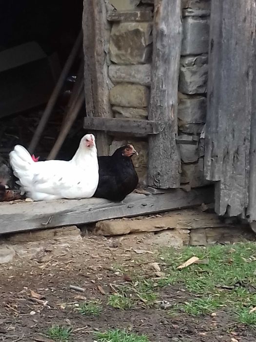 Vand o puicuță marans negru-arămiu