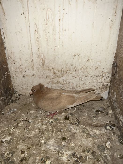 Голубка жёлтая