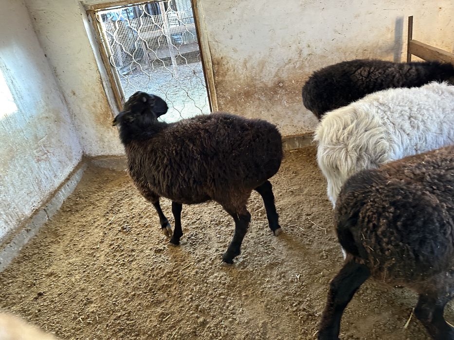 Семіз тоқты қошқарлар