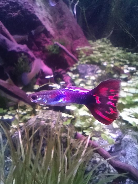 Аквариумные рыбки