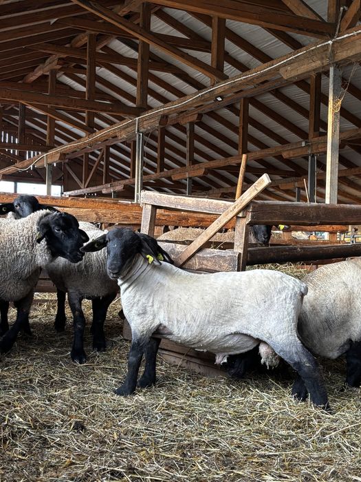 Berbecuti Suffolk pentru reproductie
