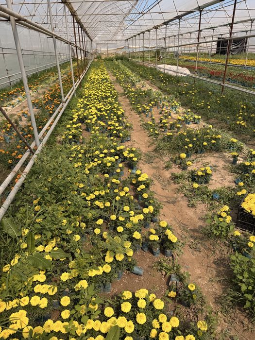 Гуллар Бананза ва Тайгес Шафран Райхонлар