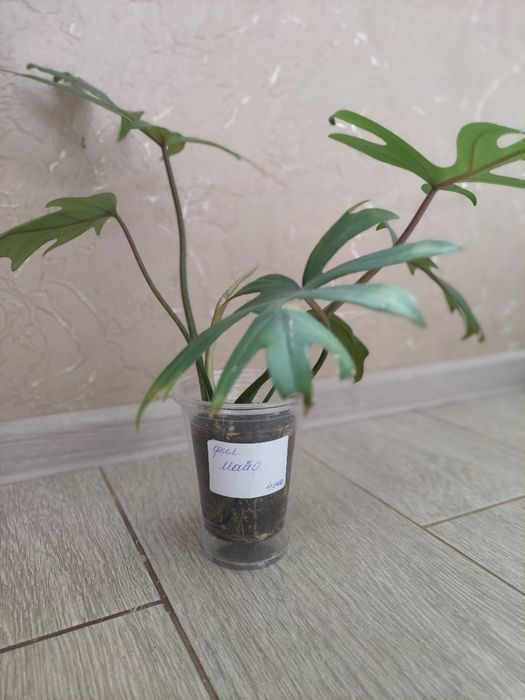 Филадендрон Майо